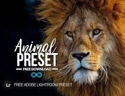 Free Animal Lightroom Presets